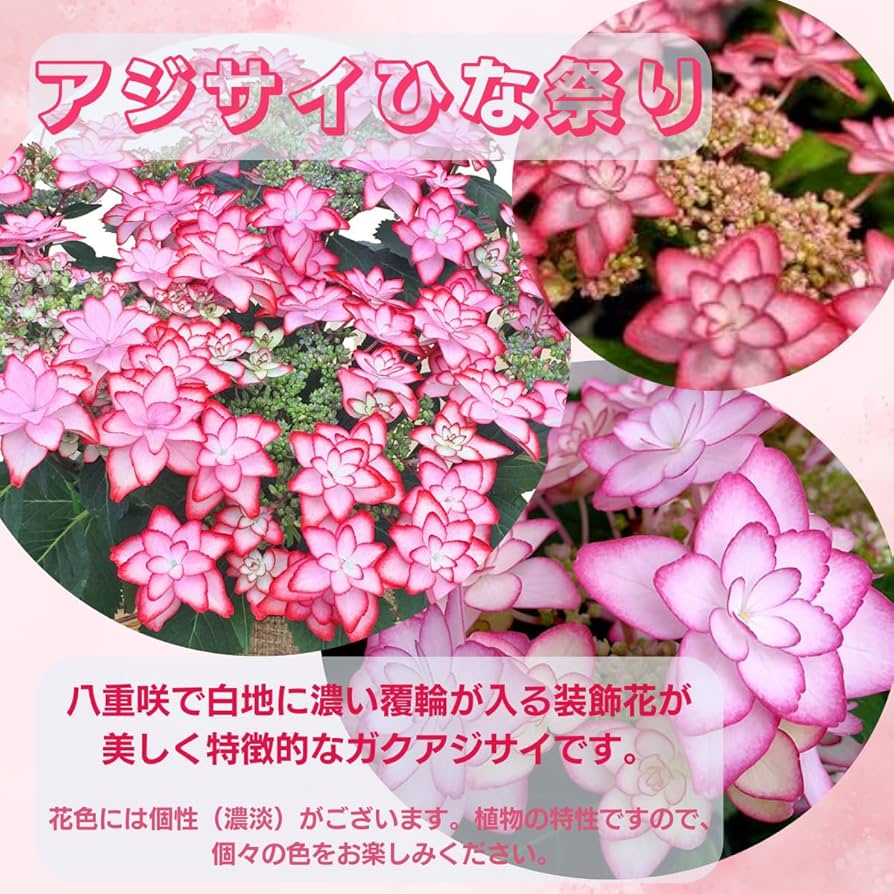 春の訪れ　パールアカシアのハーフリース　ピンクの紫陽花とともに　母の日 春の訪れ パールアカシアのハーフリース ピンクの紫陽花とともに